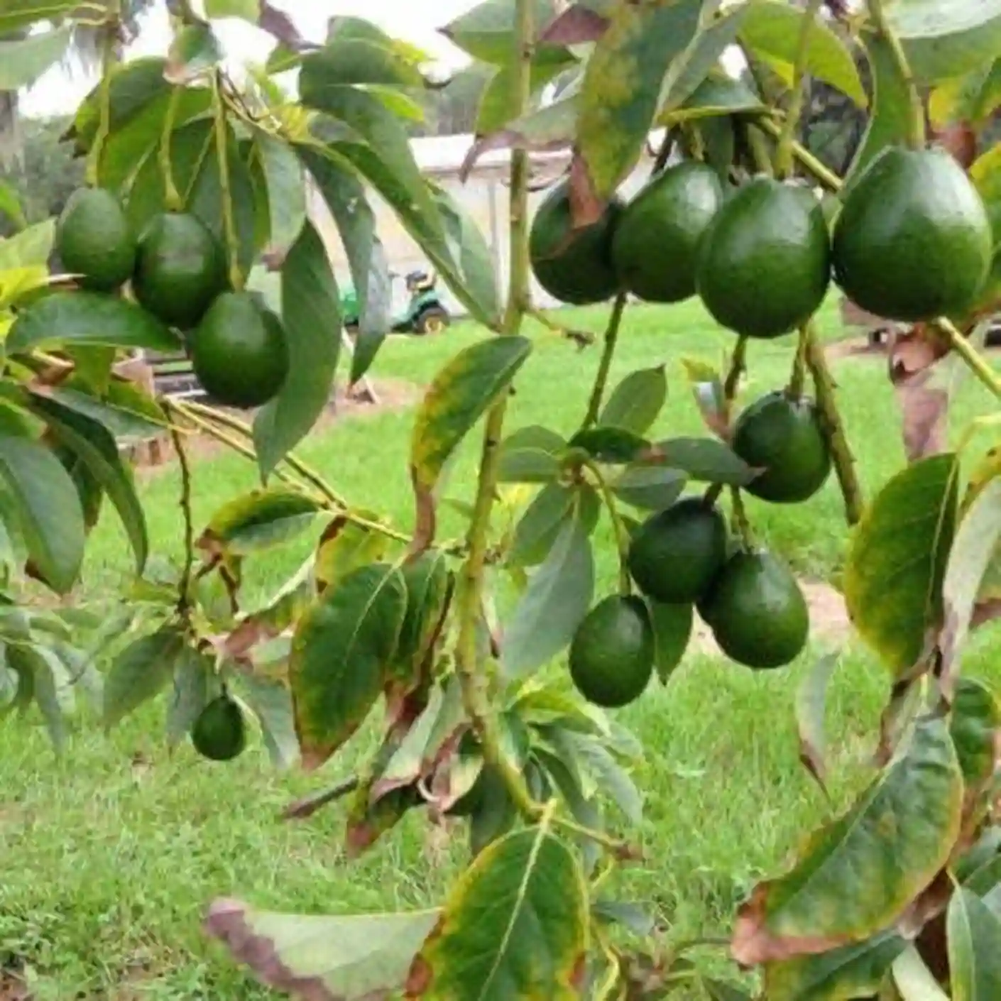 Avocado Plant